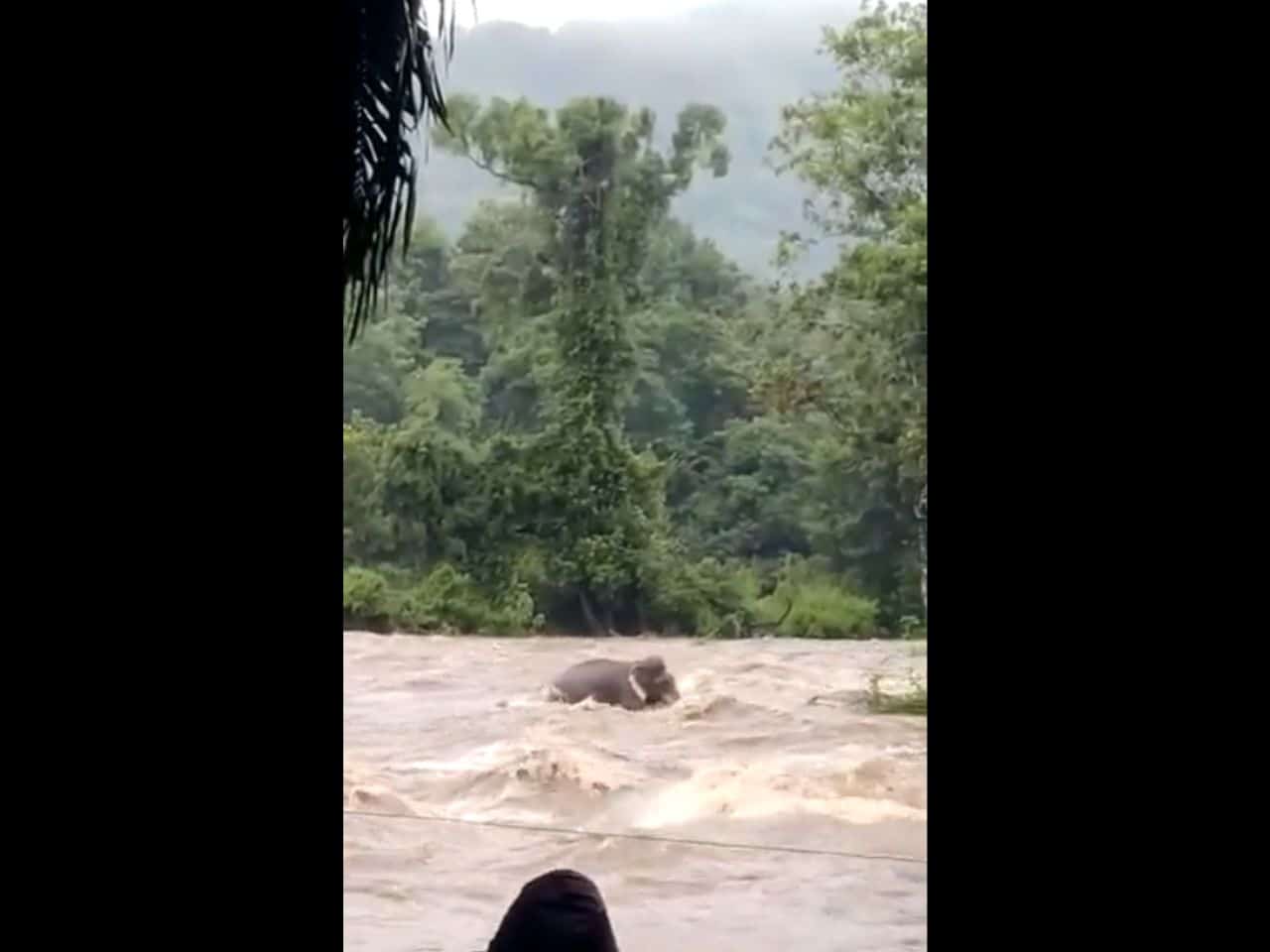 Un elefante cerca di sottrarsi da un’onda di piena in India dopo la pioggia monsonica. Video