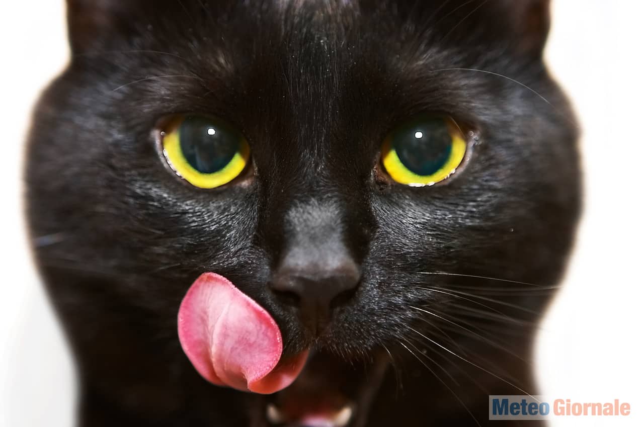 gatto1