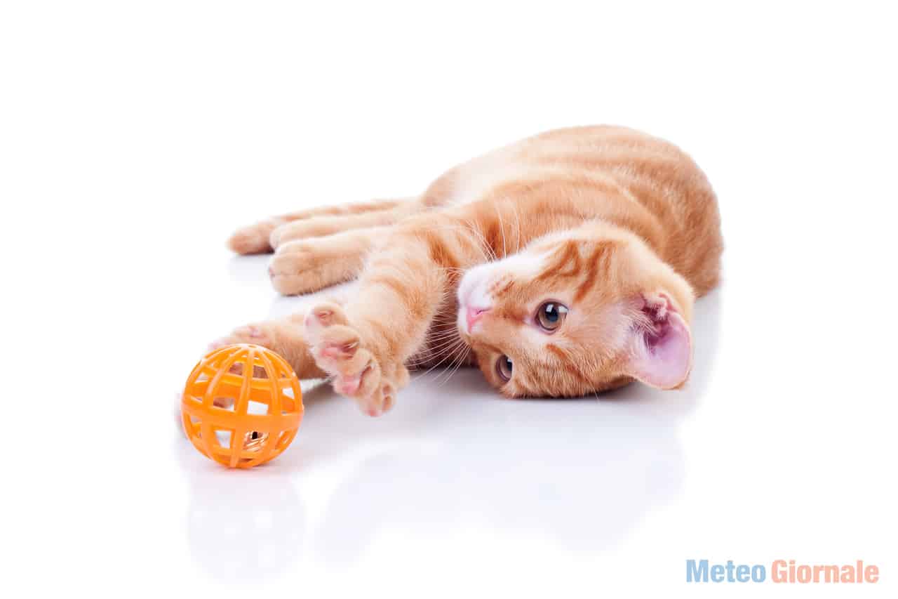 gatto10