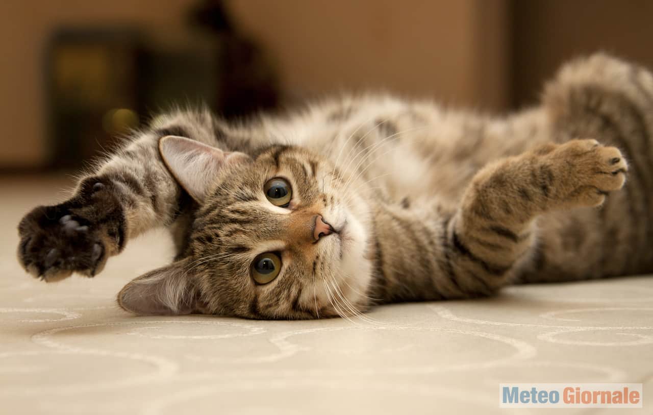gatto11