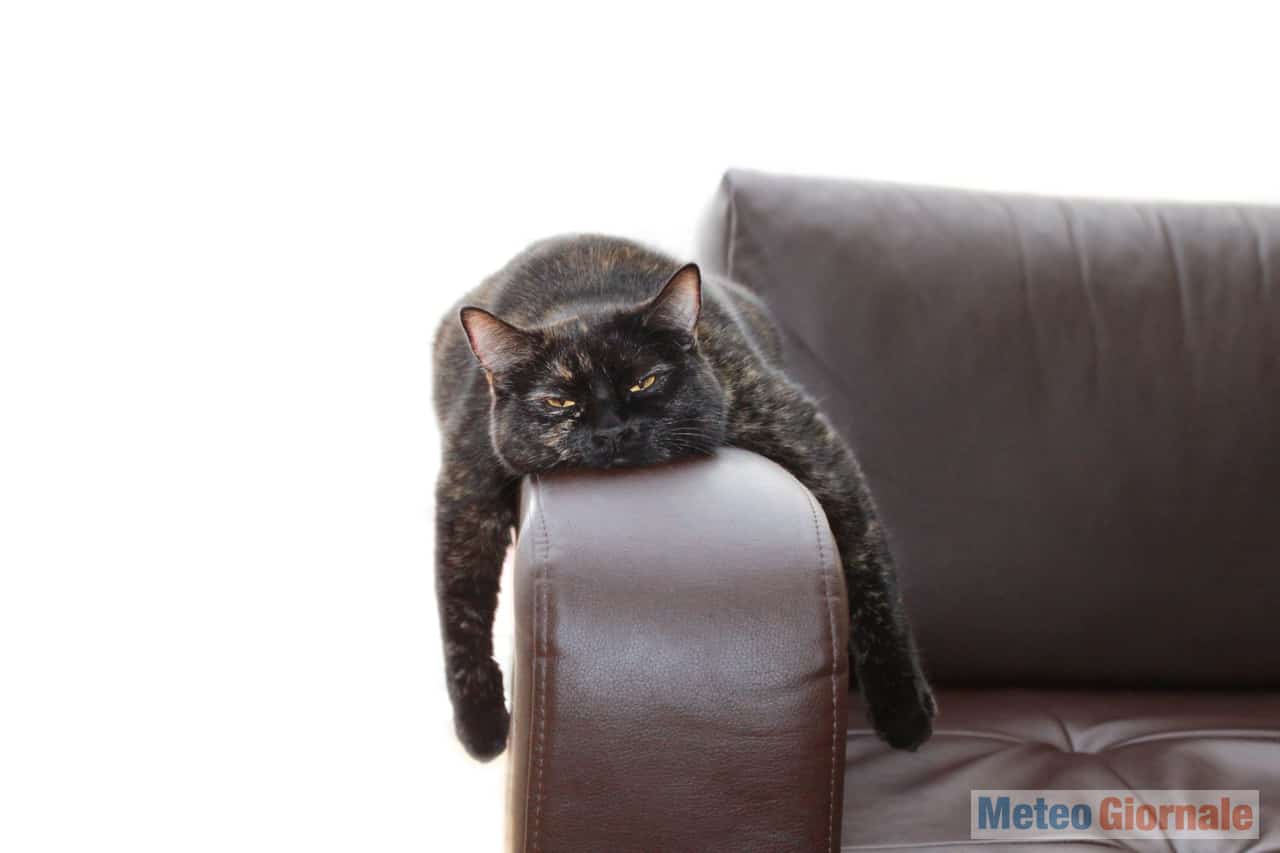 gatto12