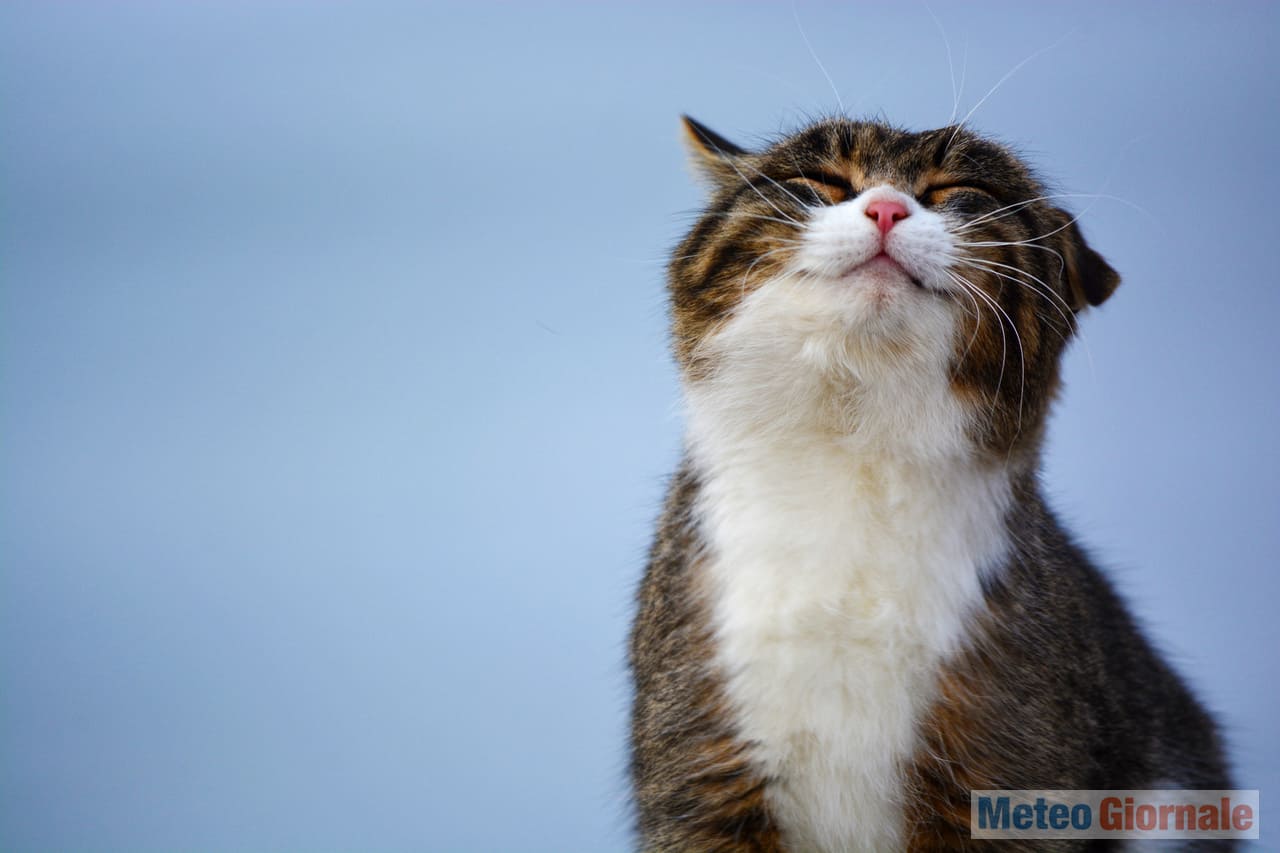 gatto13