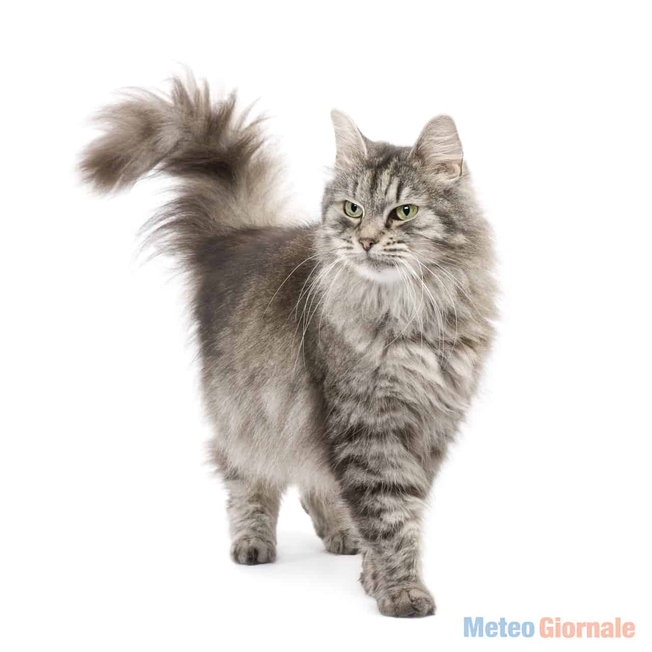 gatto3