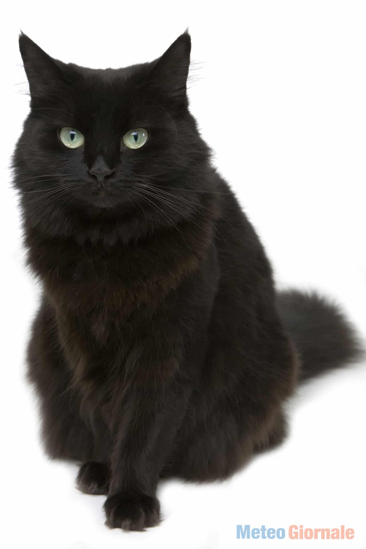 gatto4
