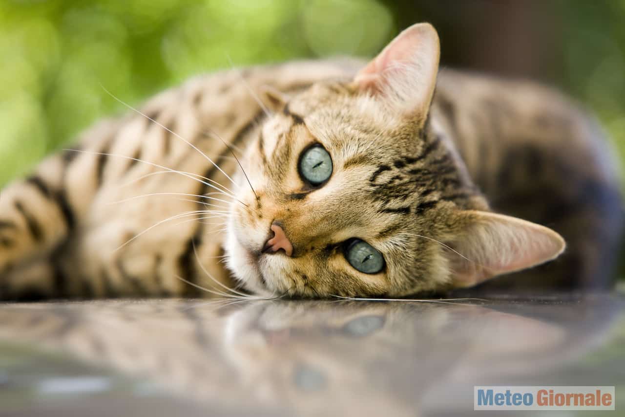 gatto5