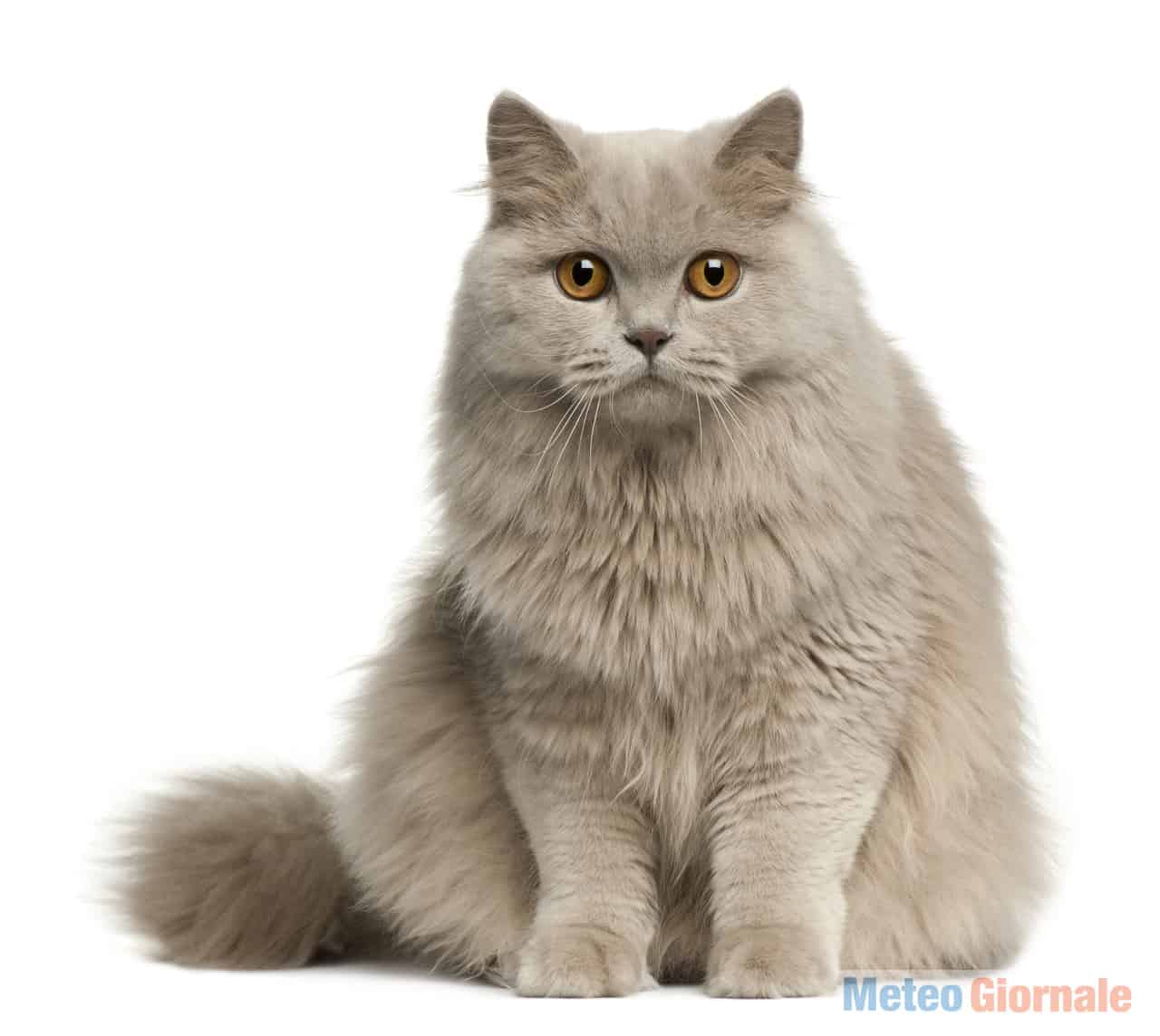 gatto6