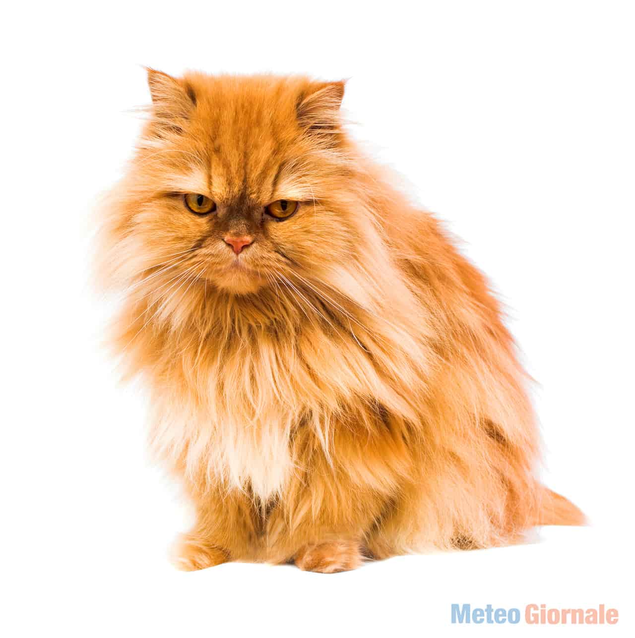 gatto7