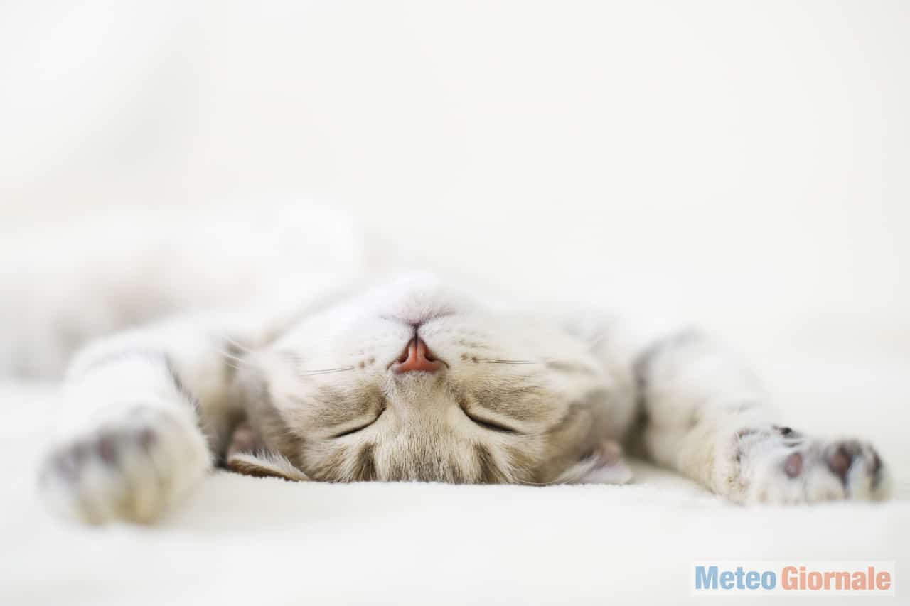 gatto8