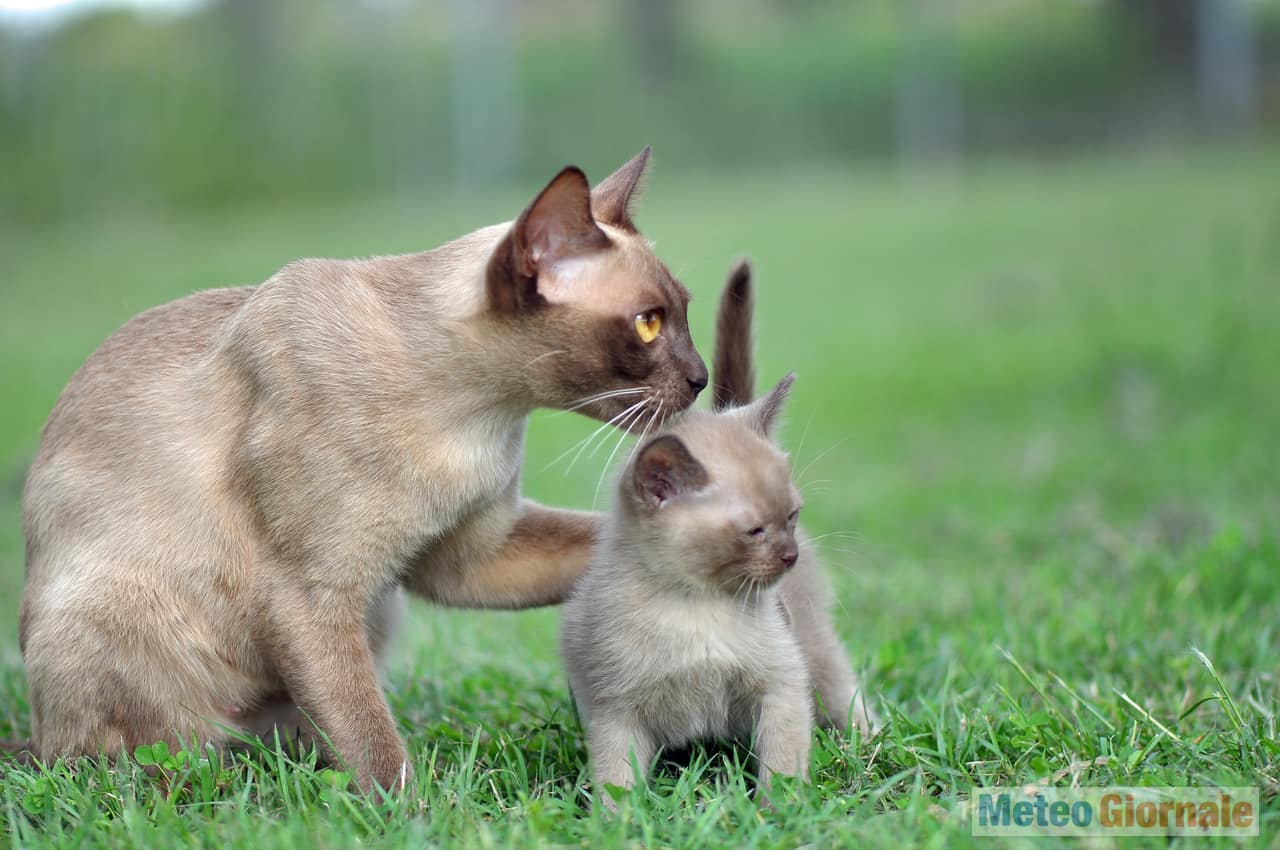 gatto9