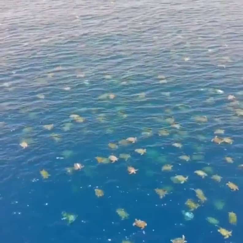 Spettacolare video di 64.000 tartarughe marine che migrano