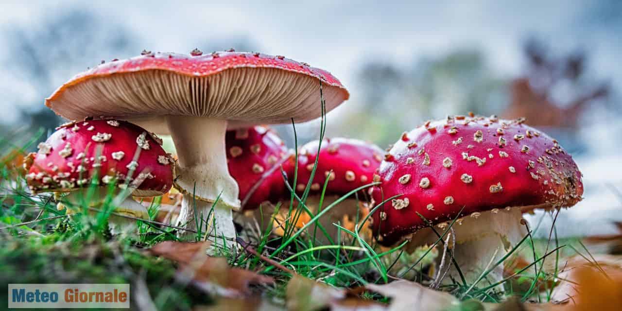 Cosa fanno i funghi? Capiamo la loro funzione nell’ecosistema