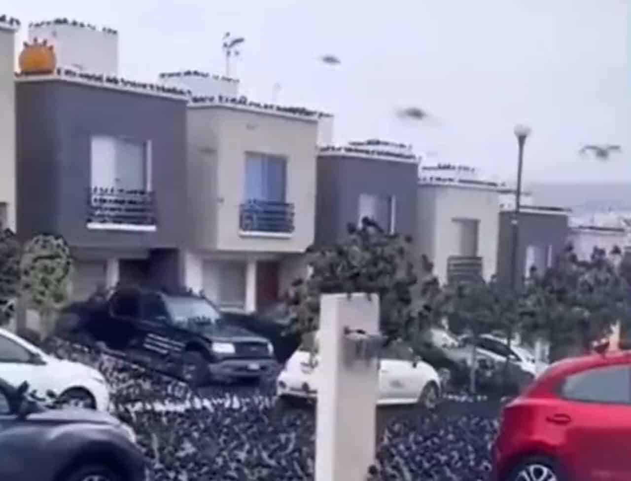 Giappone, a Kyoto invasione di stormi di corvi