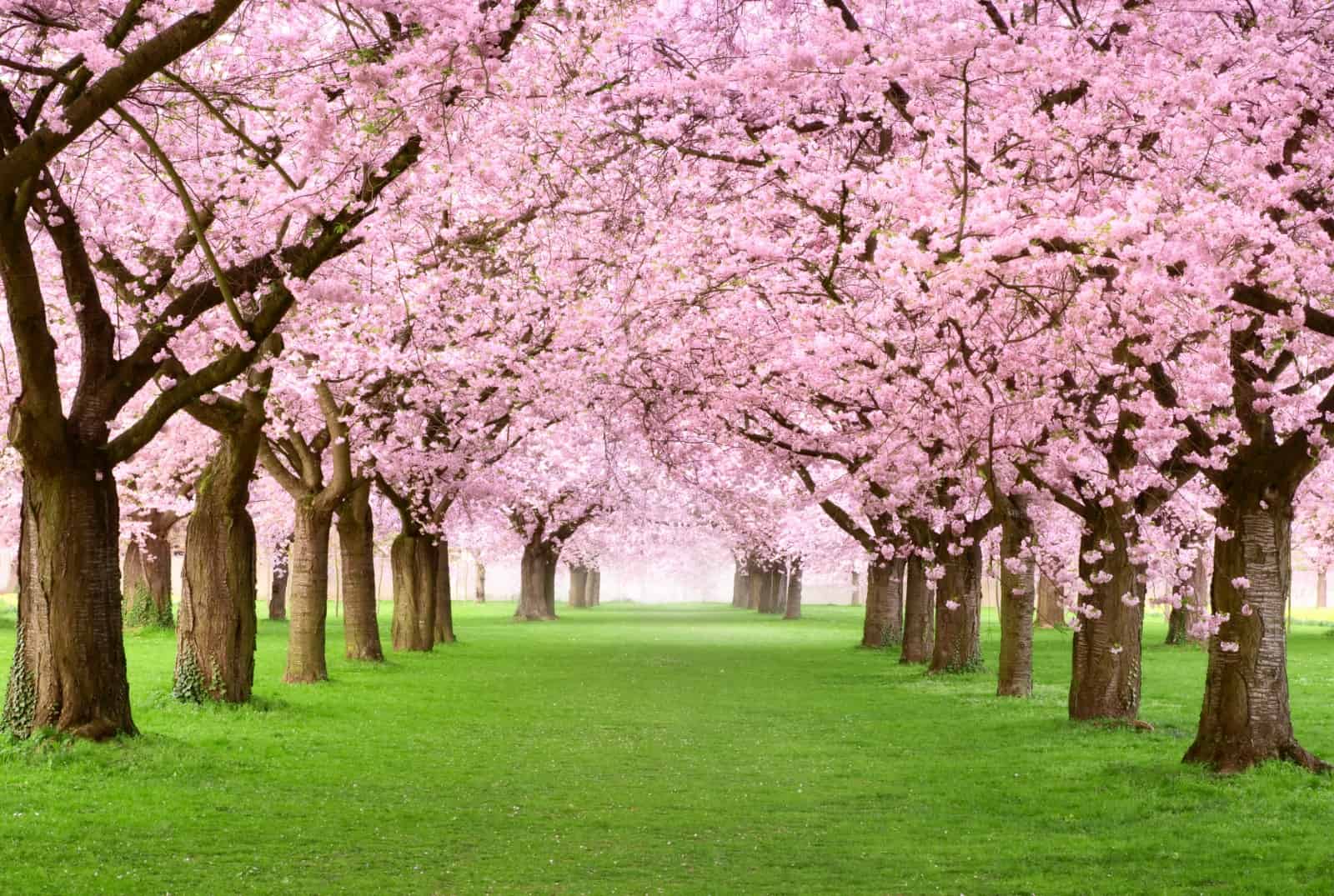 Viaggiare:: il Giappone indimenticabile. La fioritura dei ciliegi a Pasqua. Andiamo insieme 2 ciliegi fioritura giappone vacanze pasqua