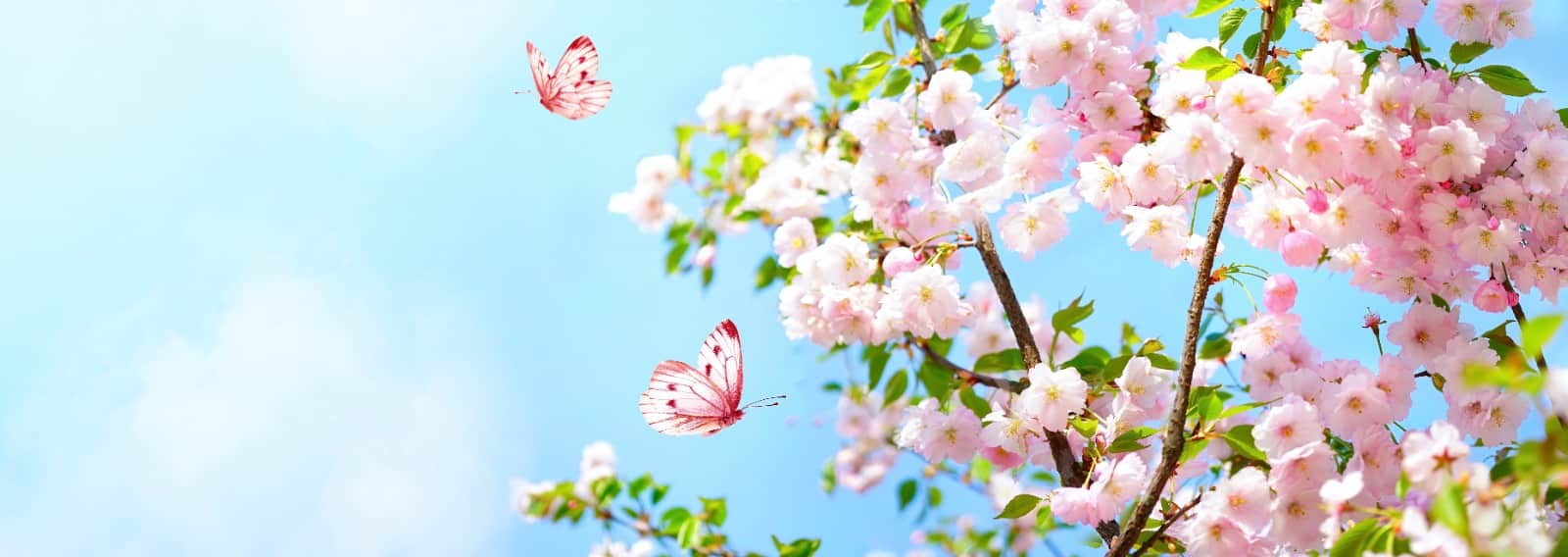 giappone primavera ritorno delle farfalle