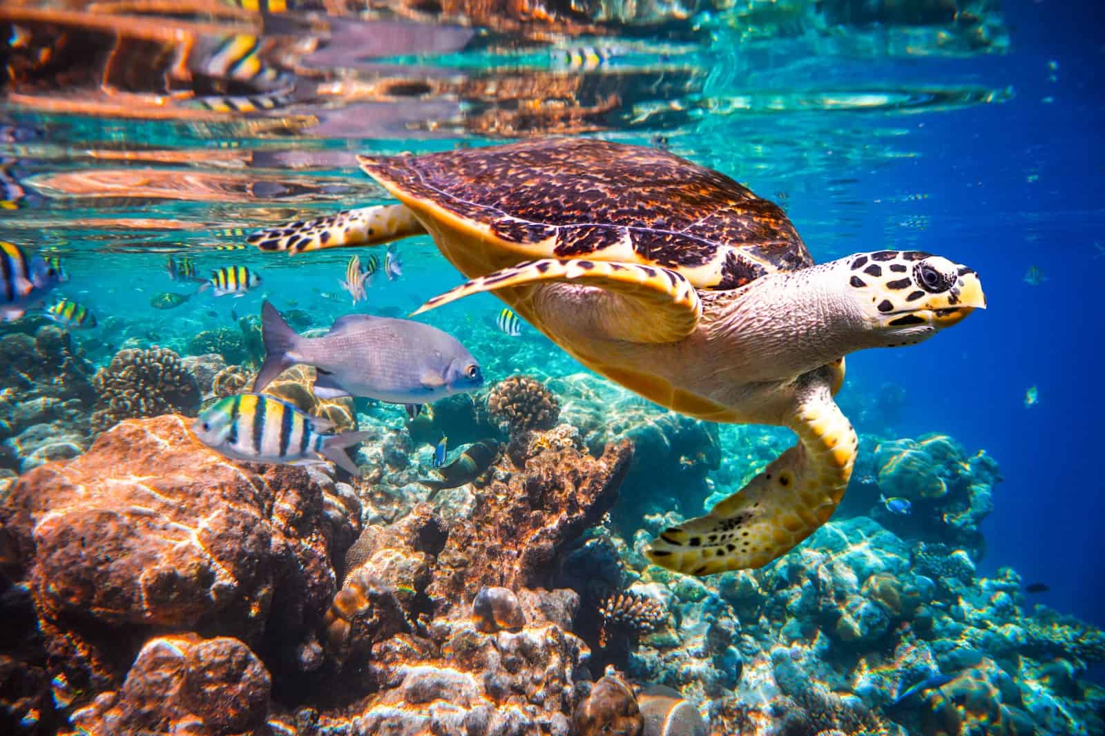 Barriera corallina maldive