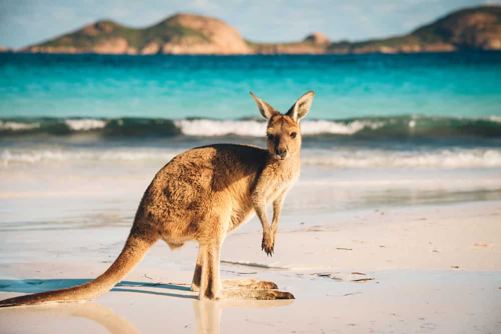 australia canguri