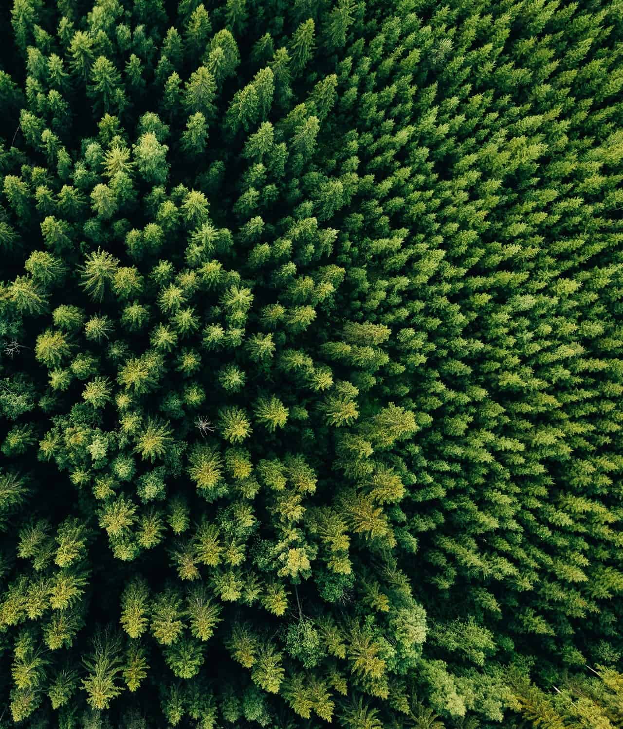 Foreste artificiali: una via per depurare il Pianeta Terra? Sì, anche se... 29 Foreste artificiali: una via per depurare il Pianeta Terra? Sì, anche se…