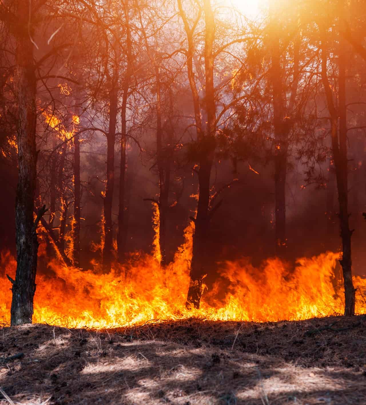 Incendi: in crescita in America ed Europa, meglio altrove. Tutti i dettagli