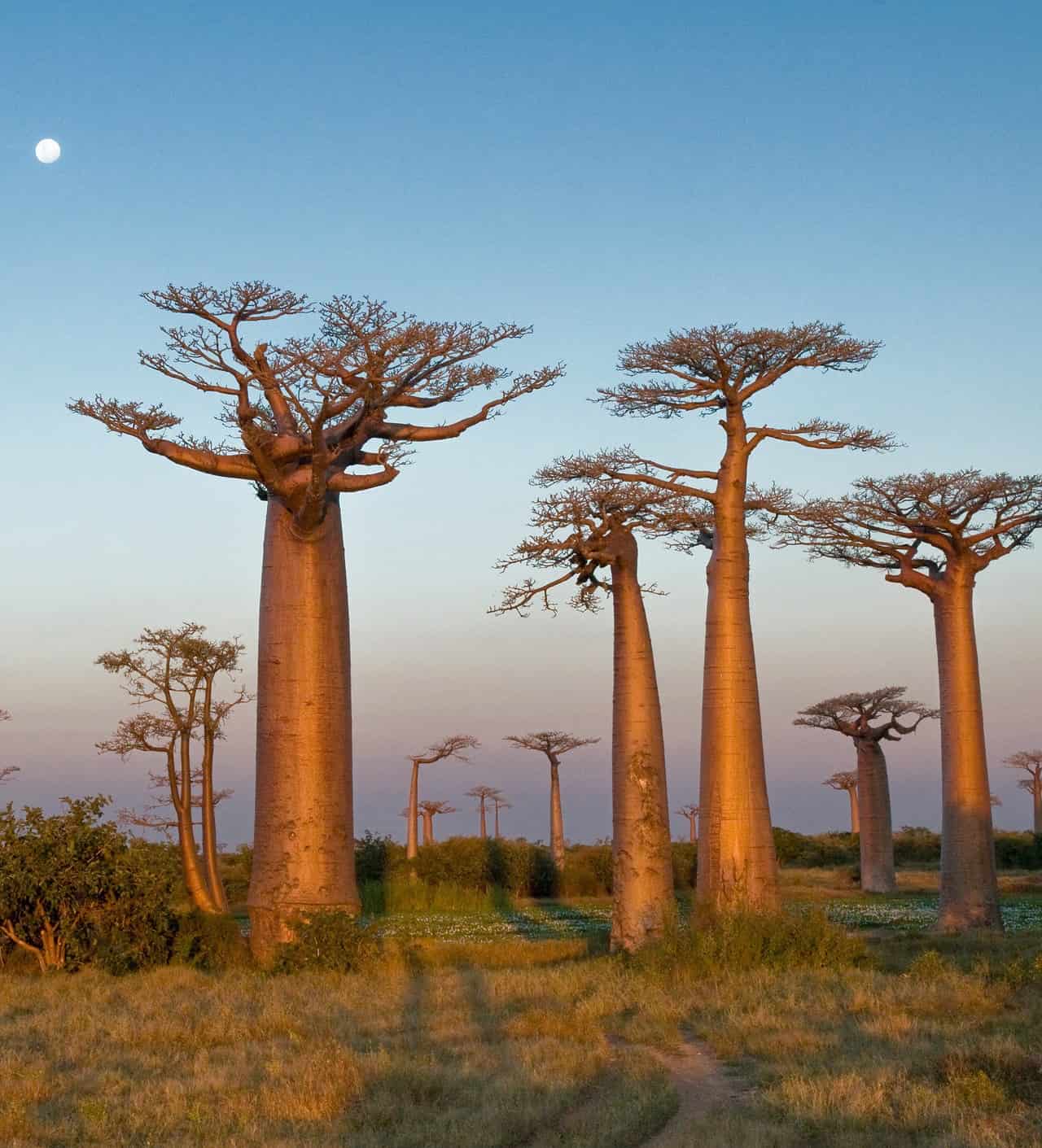 Madagascar: a rischio 23 milioni di anni di evoluzione a causa dell’Uomo. L’allarme