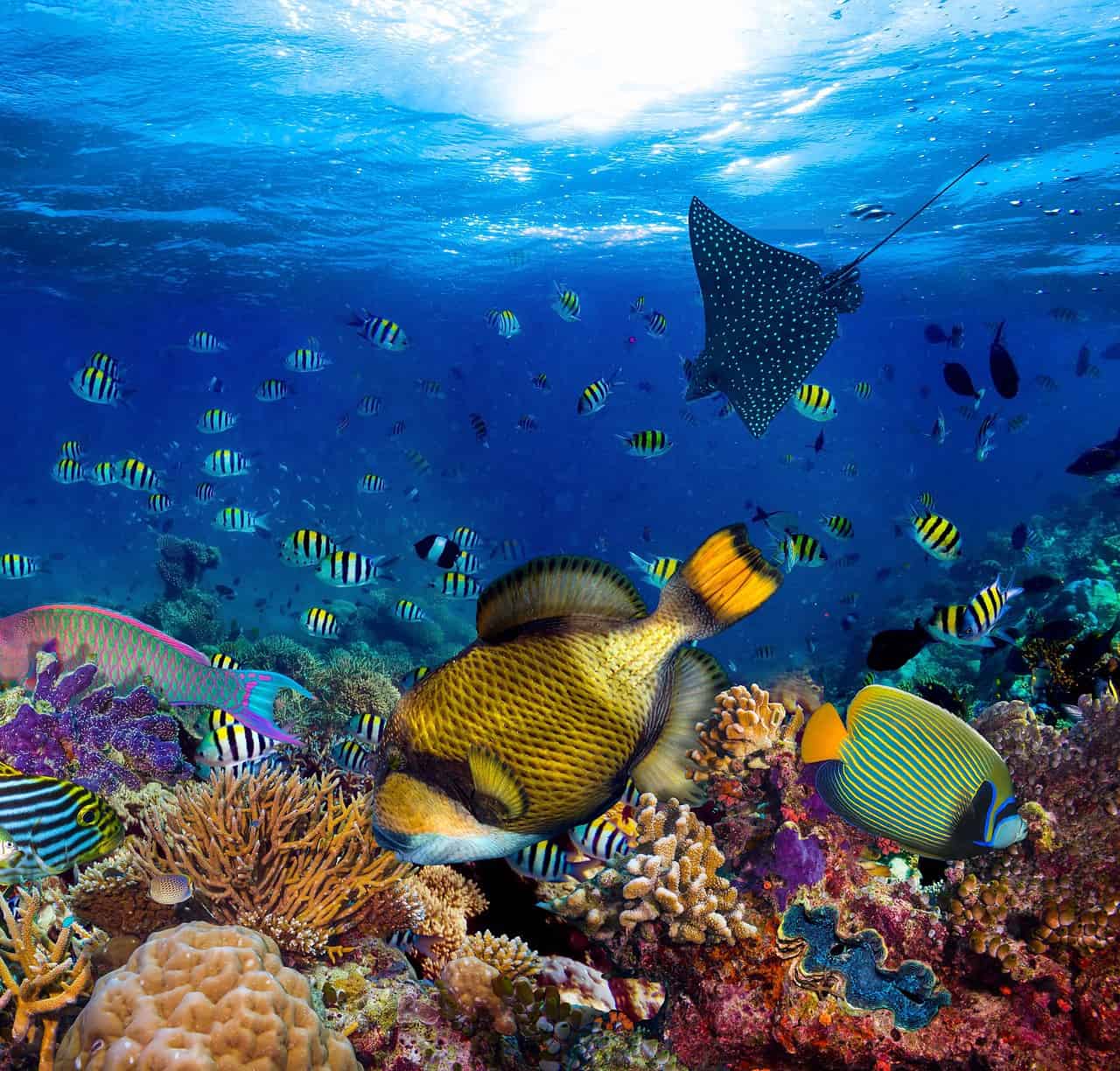 Biodiversità marina: il 90% delle specie si estinguerà prima di essere scoperto. Il terribile allarme 3 Biodiversità marina: il 90% delle specie si estinguerà prima di essere scoperto. Il terribile allarme