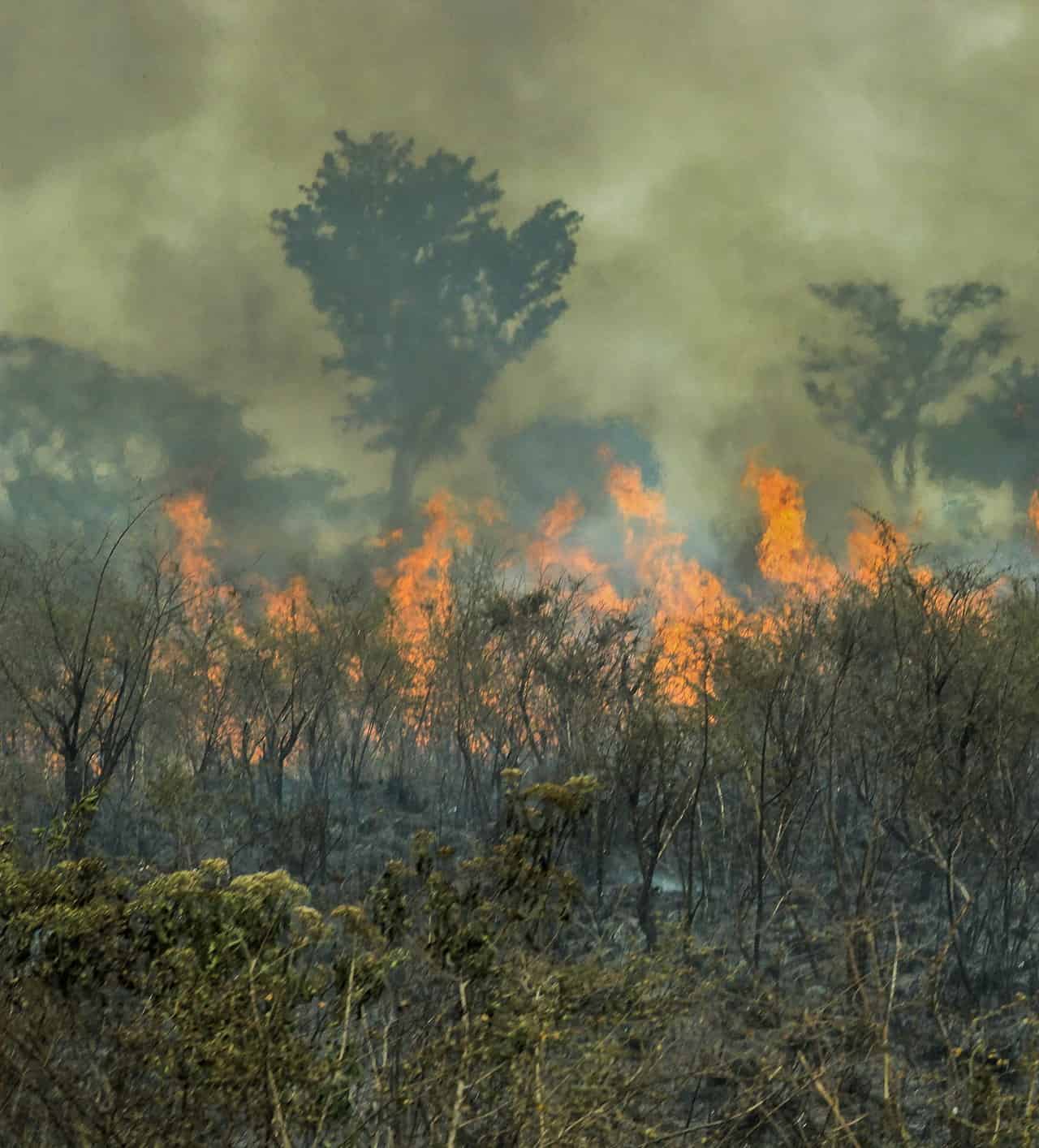 Amazzonia: 5 milioni di ettari di Foresta persi in 5 anni! La terribile scoperta