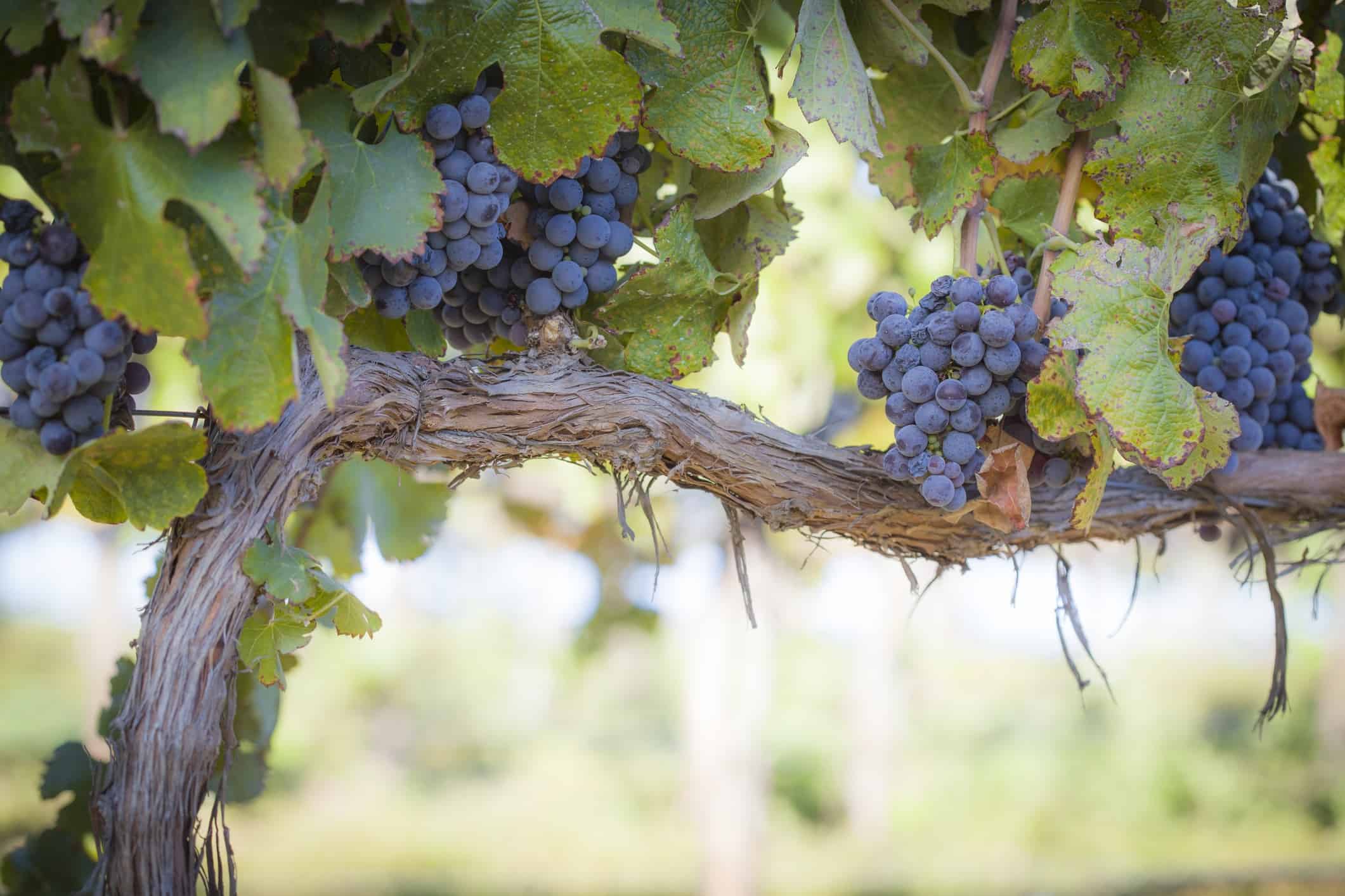 Vino: quando è nato? La risposta sicuramente vi stupirà