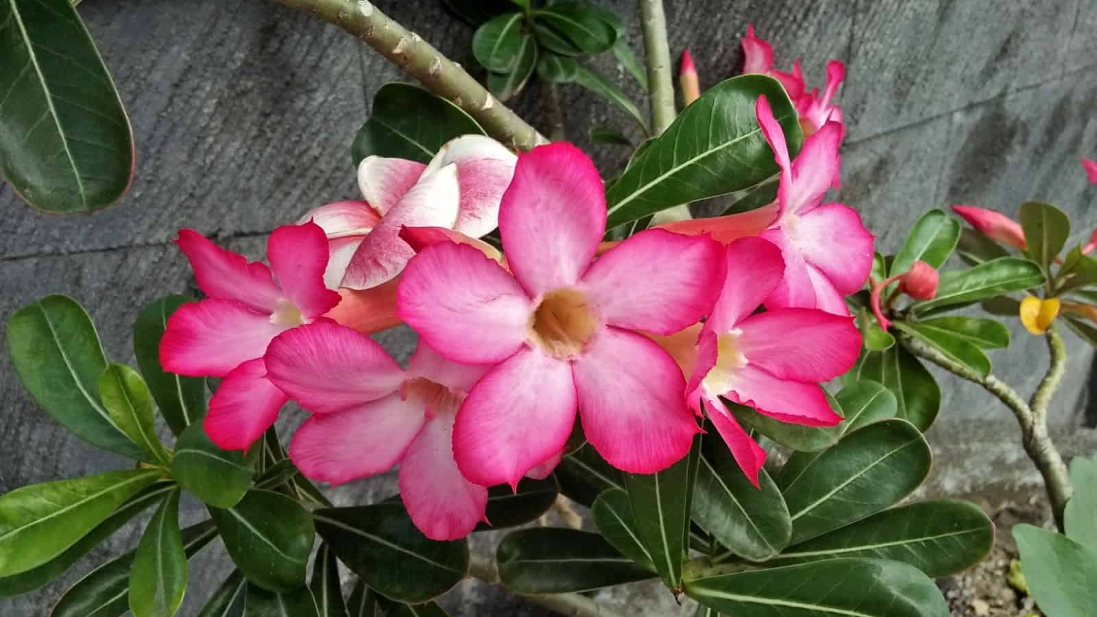 fioriture bali indoensia