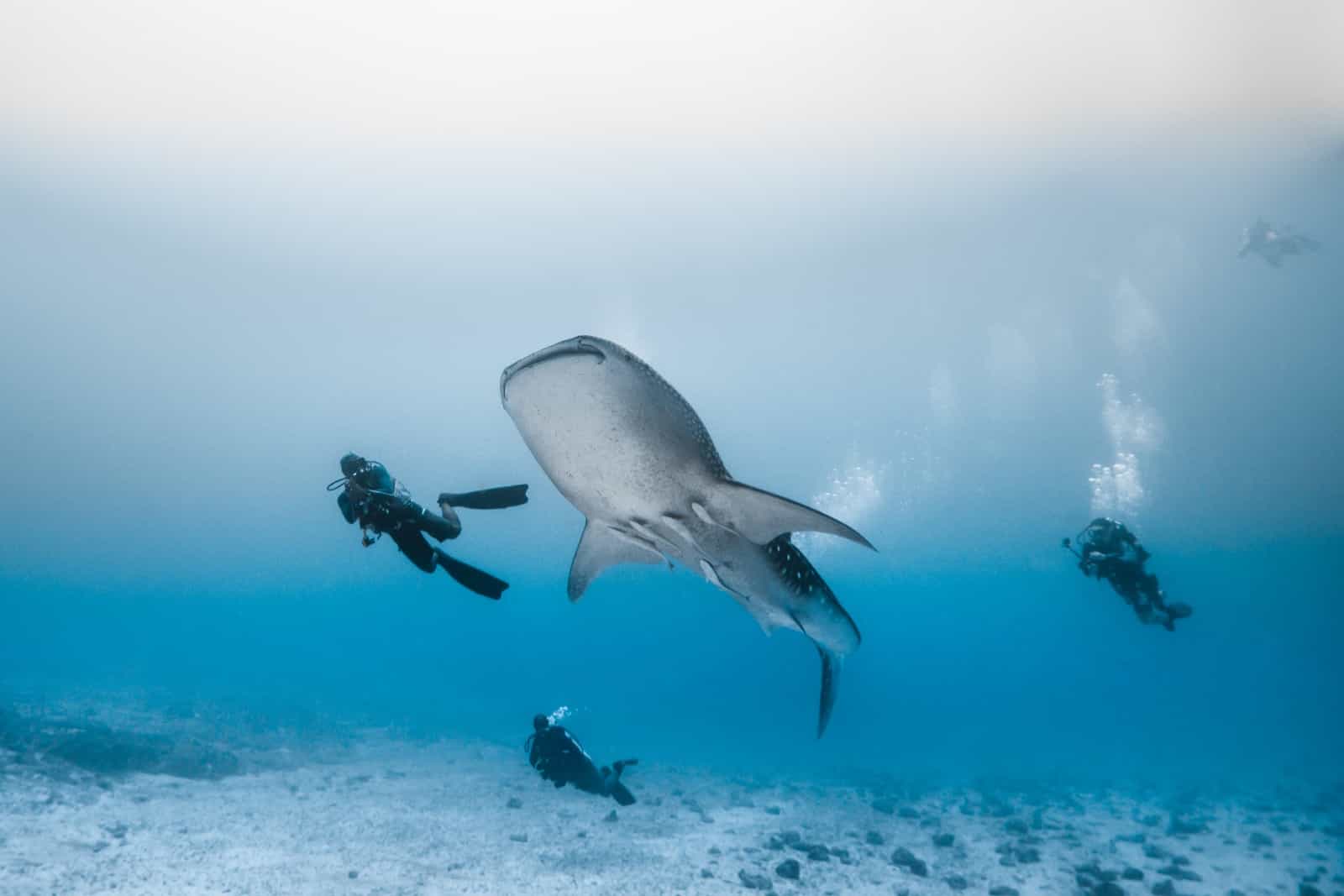 maldive escursioni subacque squali