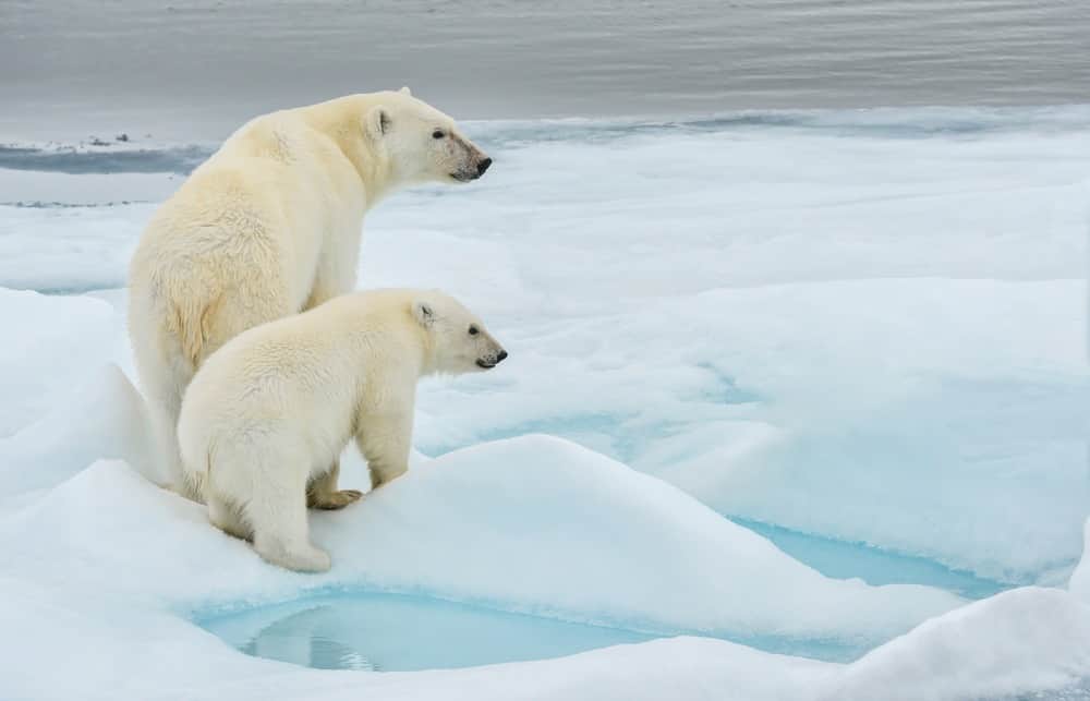 orsi polari Isole Svalbard
