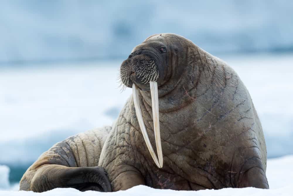 tricheco isole svalbard
