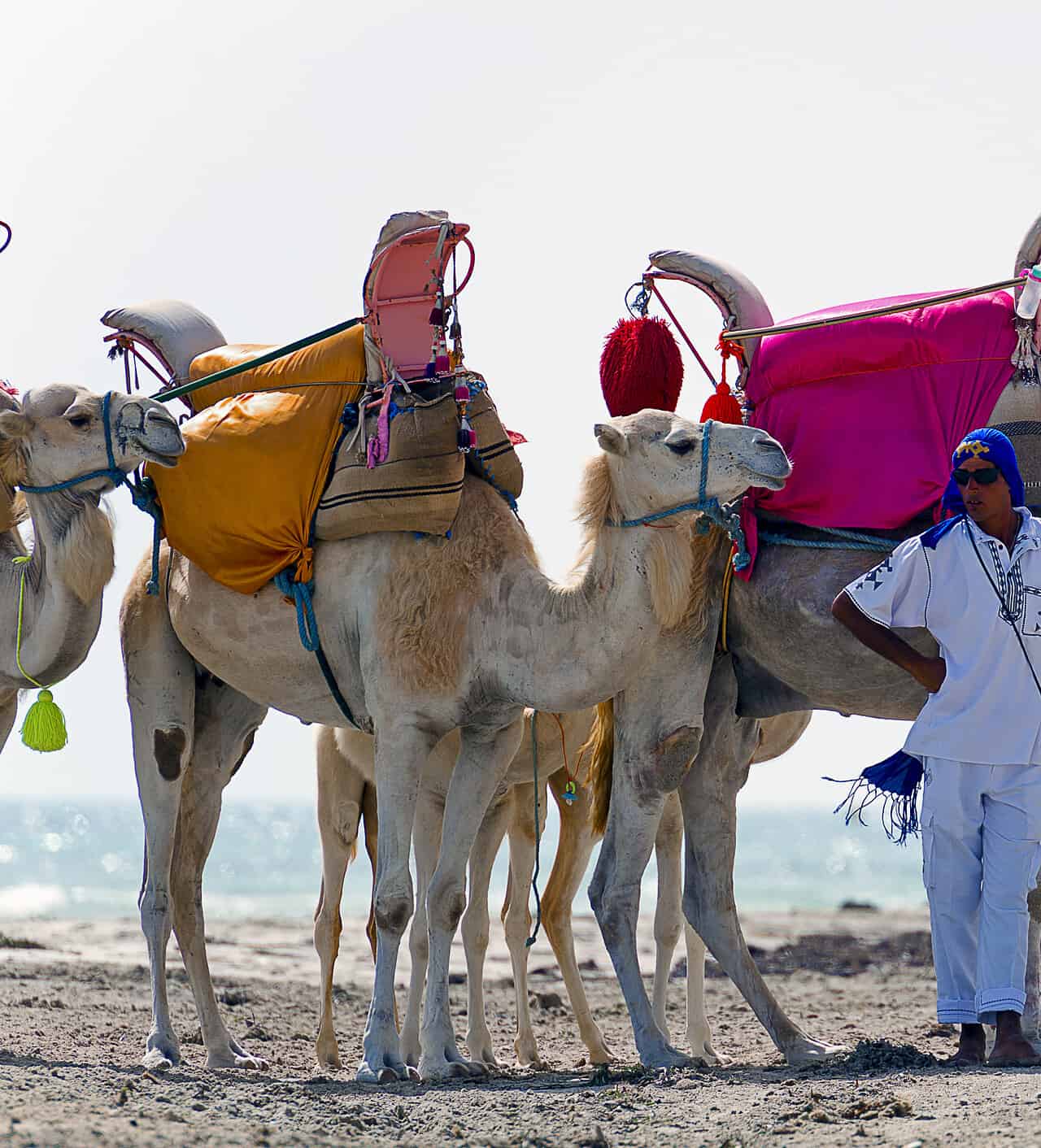 Viaggio in Tunisia: scopriamo la terra del nord Africa
