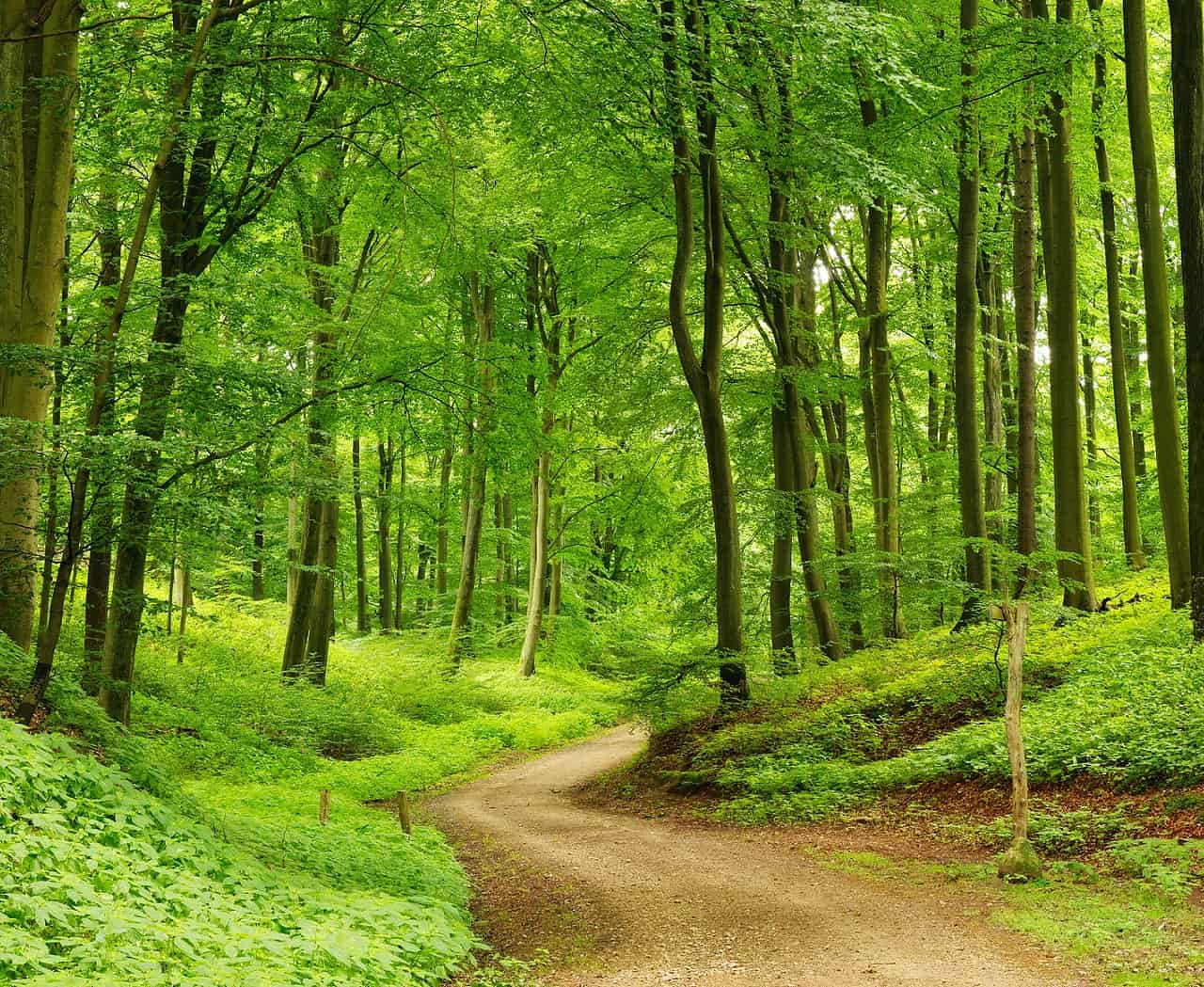 Foreste: combattono la siccità, il motivo è sorprendente e genera stupore 31 Foreste: combattono la siccità, il motivo è sorprendente e genera stupore