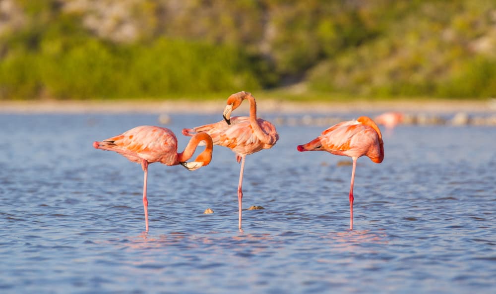 shutterstock 1976777393