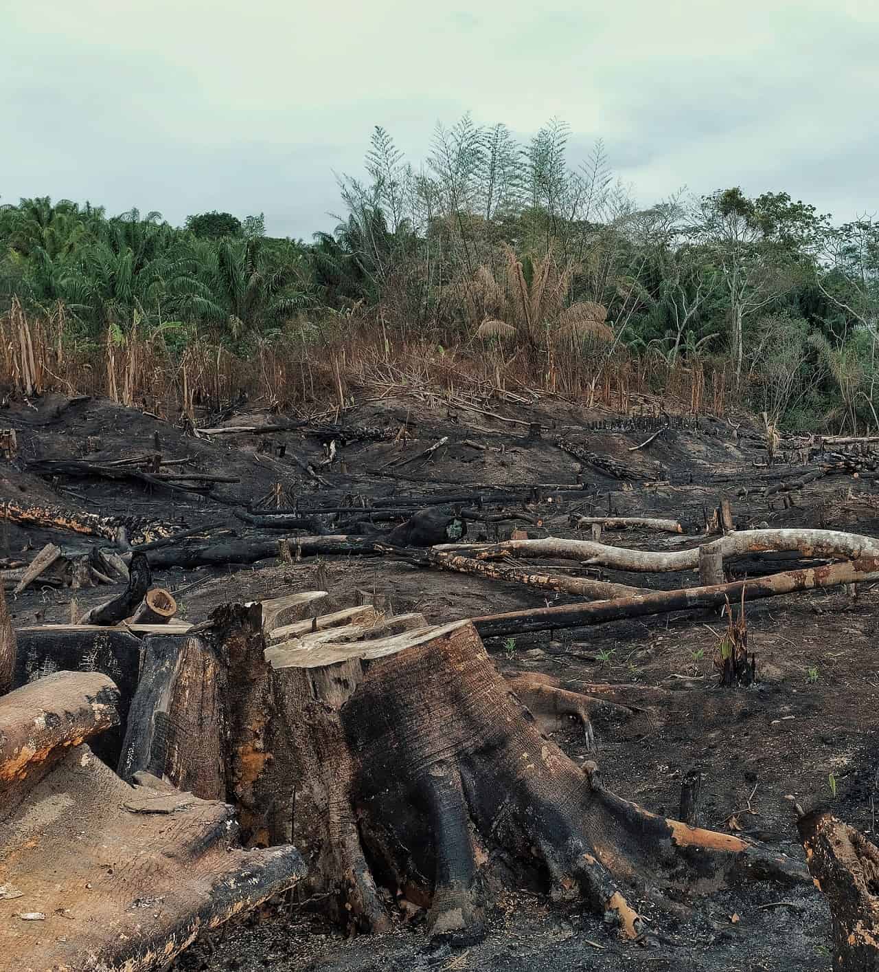 Foresta Amazzonica: dati preoccupanti, c’è un miglioramento ma non basta