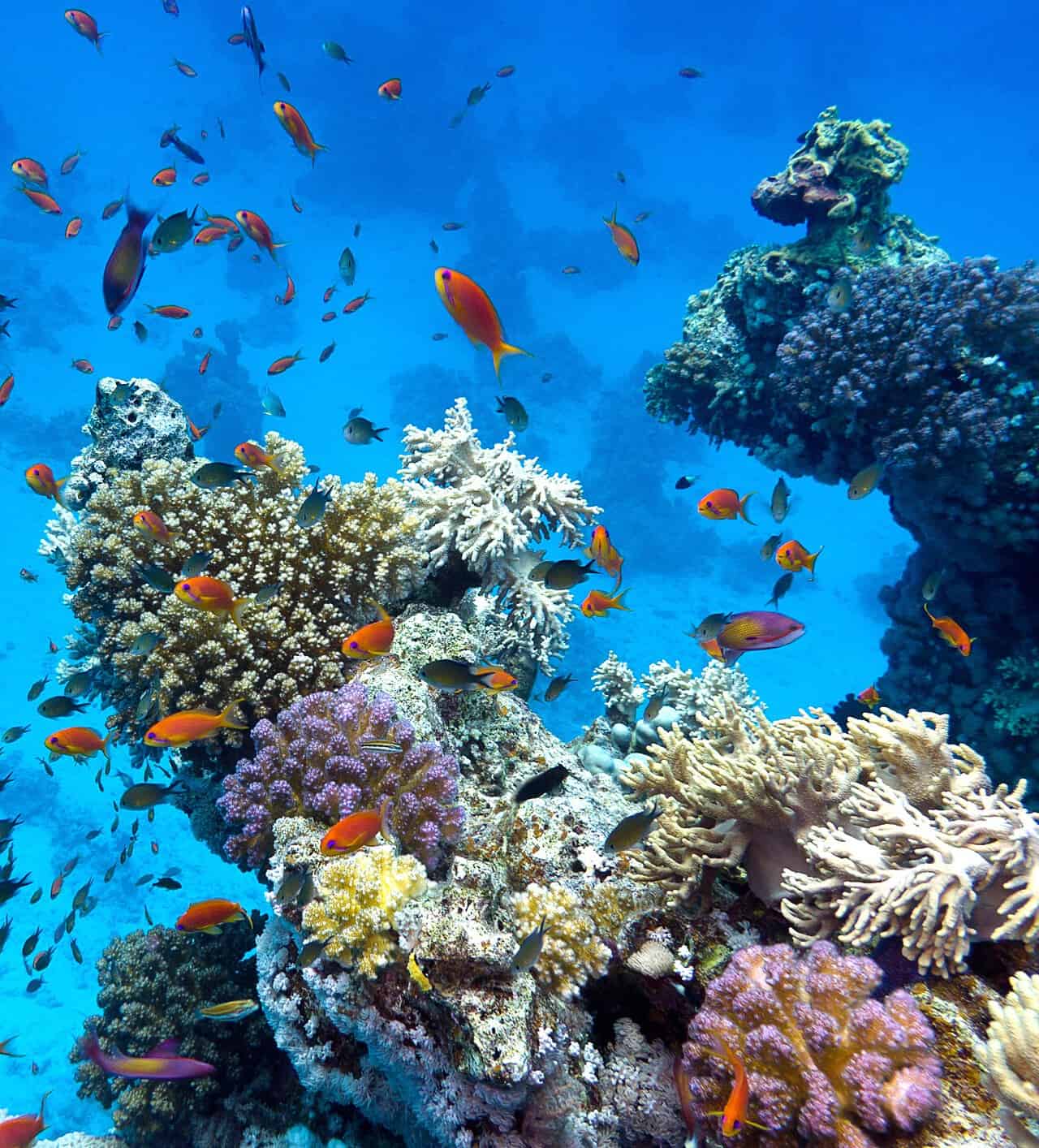 Riscaldamento globale: gli oceani perdono ossigeno. A rischio miliardi di pesci