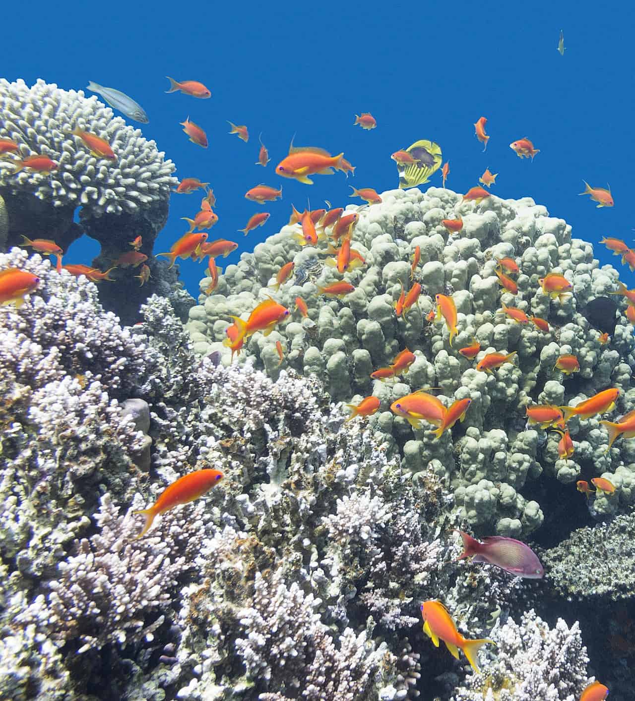 Oceani: rischiamo di perdere per sempre la biodiversità!