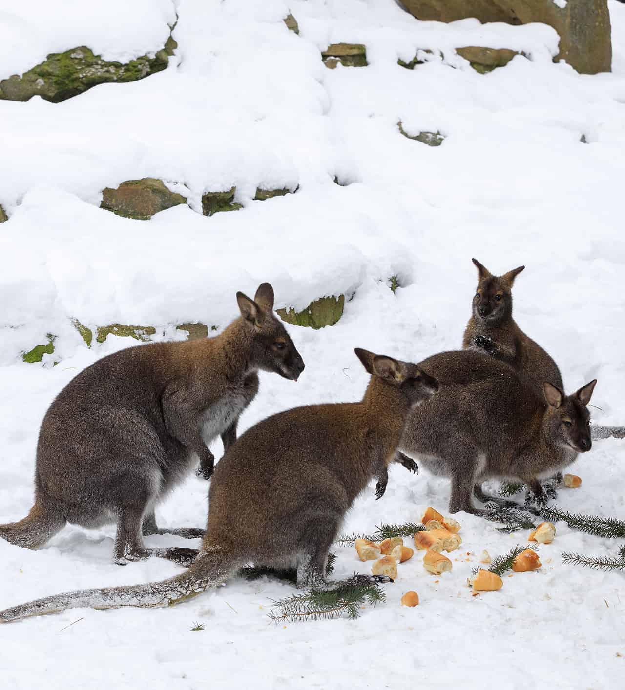 Meteo con gran freddo in Australia, neve in Nuova Zelanda