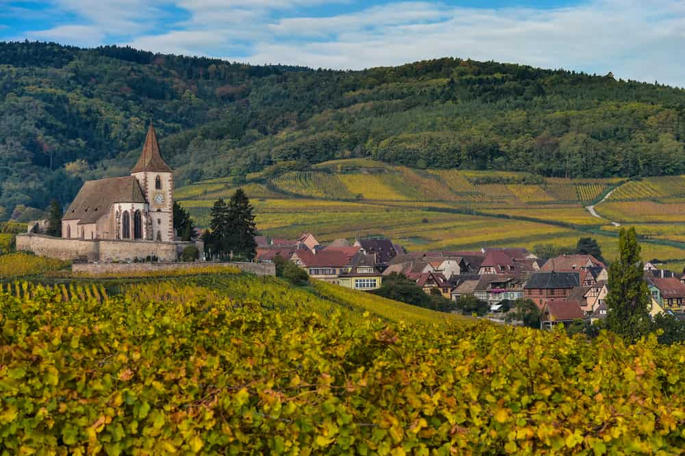 route des vines