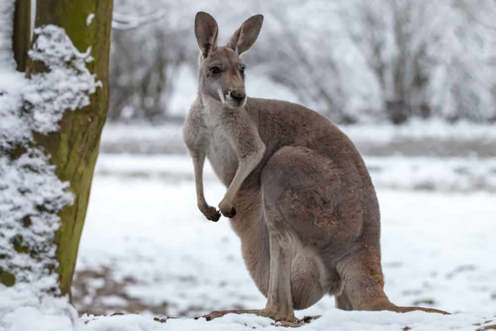 Meteo con forti nevicate ed ondata di freddo antartica in Australia