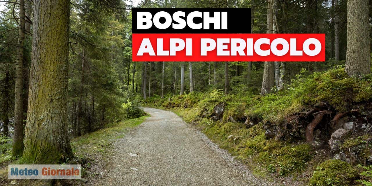 boschi nelle alpi in pericolo