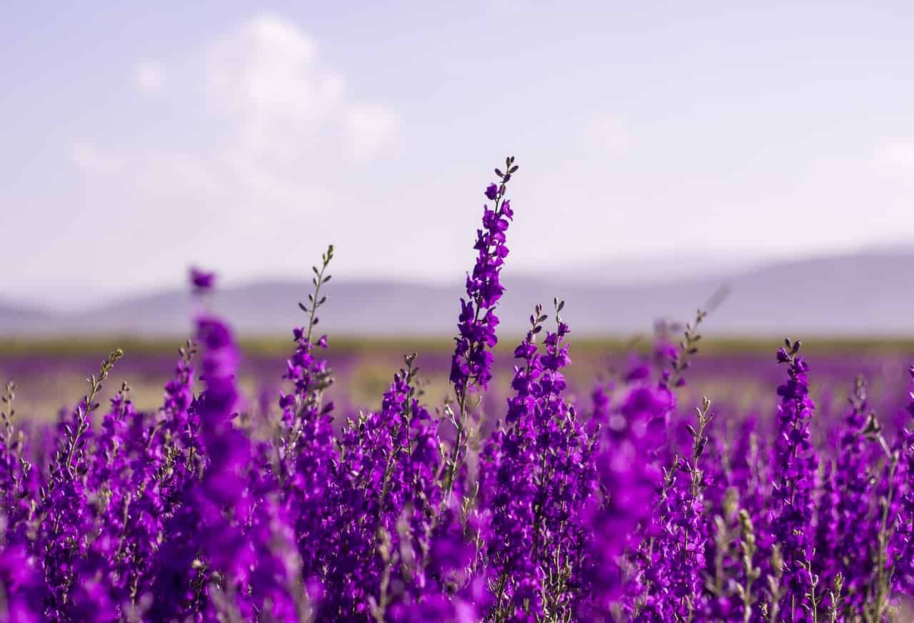 I più affascinanti paesi italiani da visitare nelle zone della Lavanda
