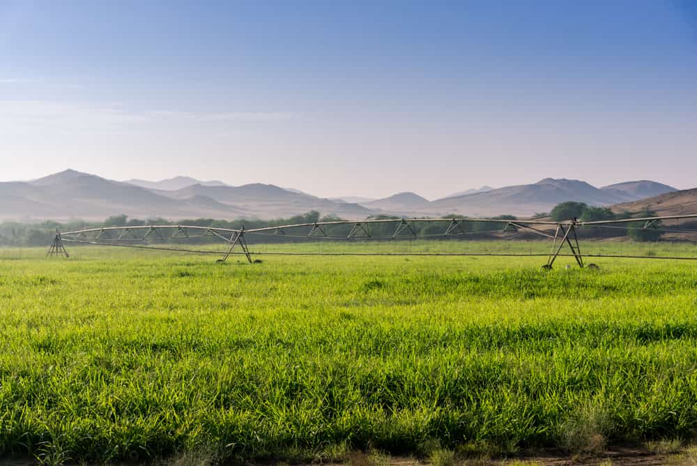 Arabia Saudita nel futuro si vede verde e rigogliosa