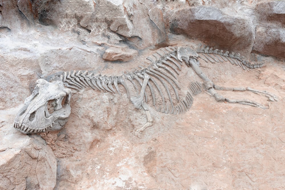 Inghilterra osso di dinosauro appartenuto ai primi cacciatori di fossili romani di secoli fa
