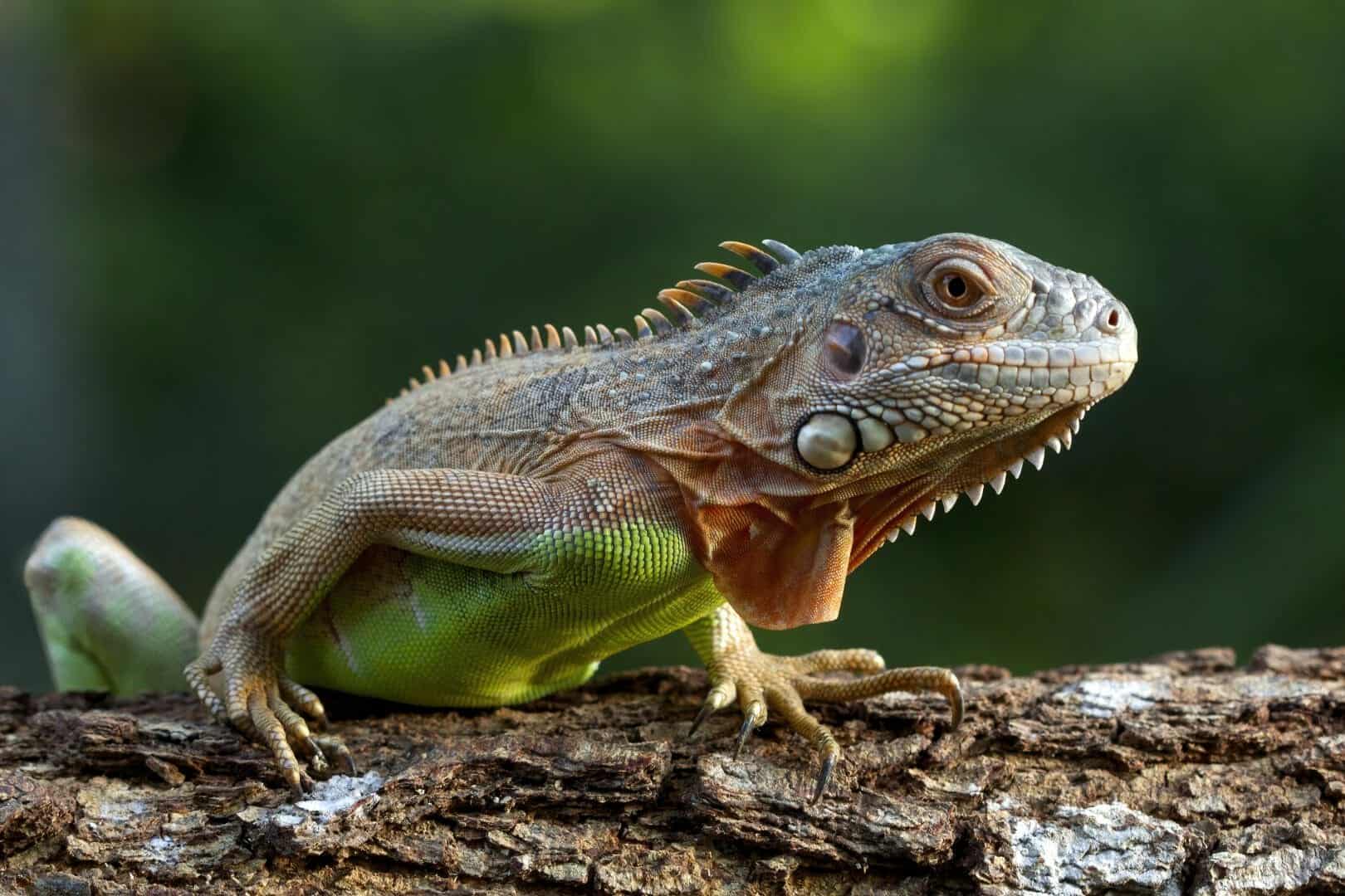 Tasso di estinzione legato al clima si accelera drasticamente in modo scioccante