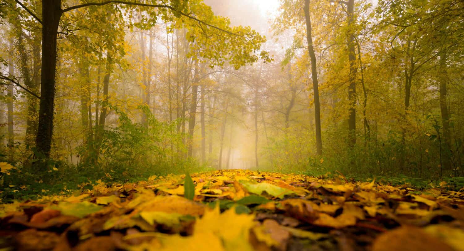 bellissimo tappeto a fogliame in un suggestivo woo nebbioso autunnale