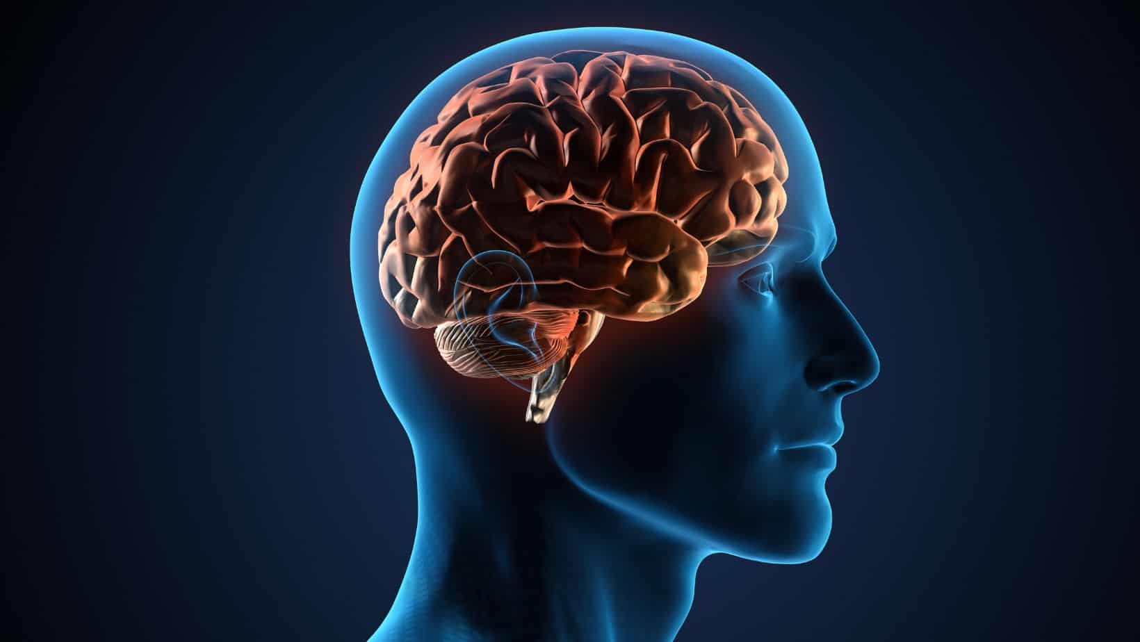 Scoperte Sconvolgenti – Gli Scienziati Rivelano che i Microplastici Potrebbero Modificare il Cervello Umano