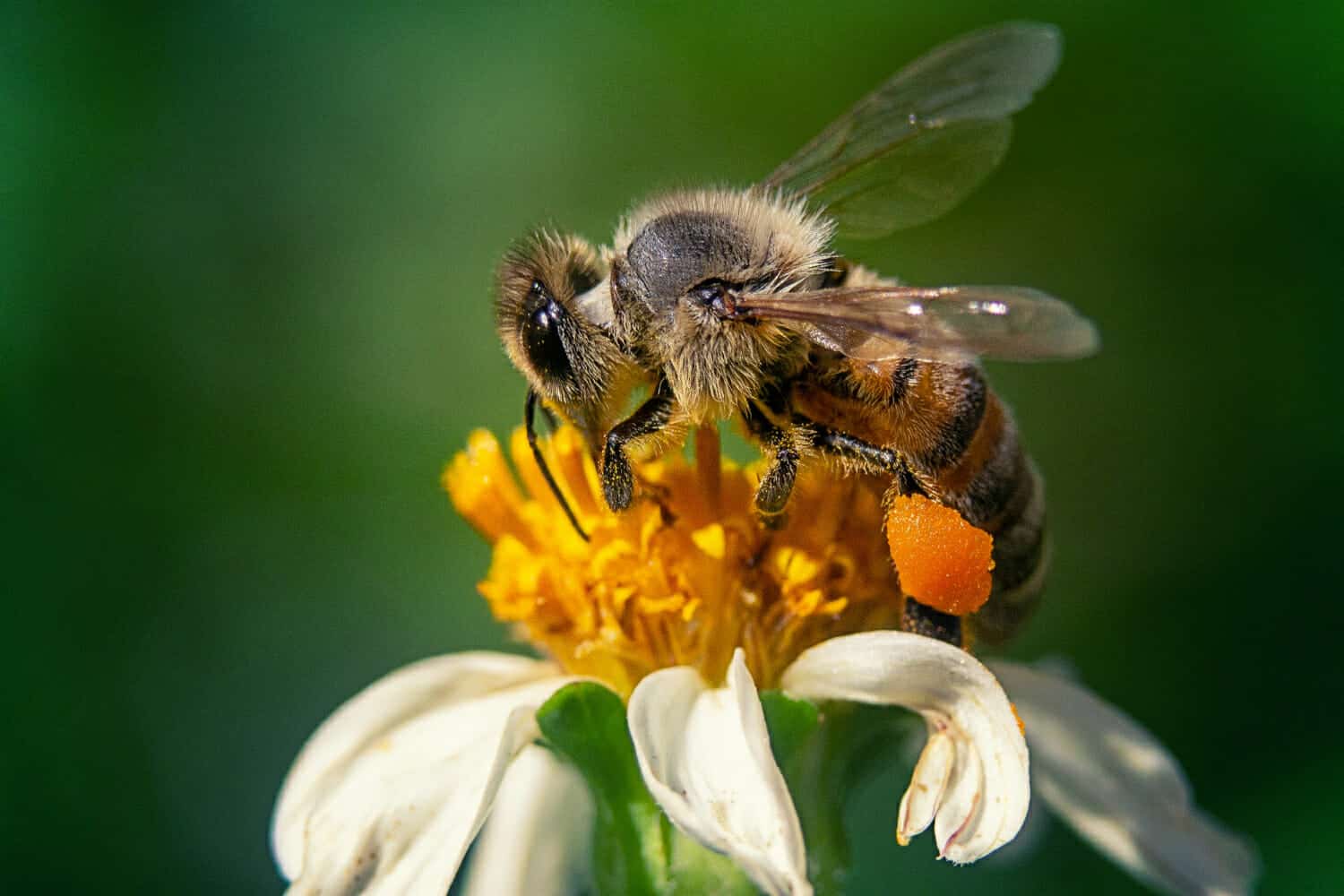 colpo del primo piano di un ape su un fiore di camomilla