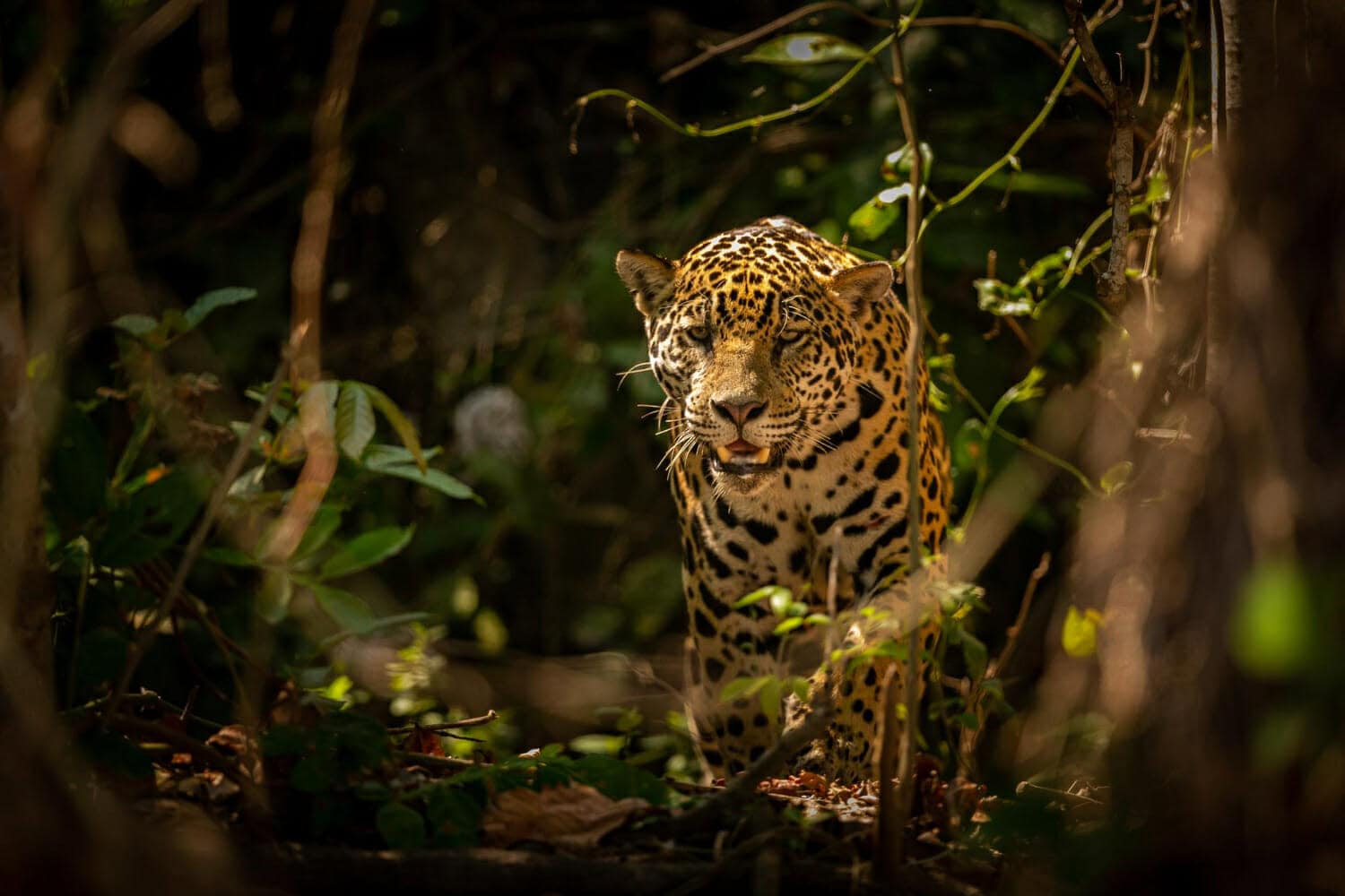 giaguaro americano bello e in via di estinzione nell habitat naturale panthera onca selvaggio brasil brasiliano fauna pantanal verde giungla grandi felini