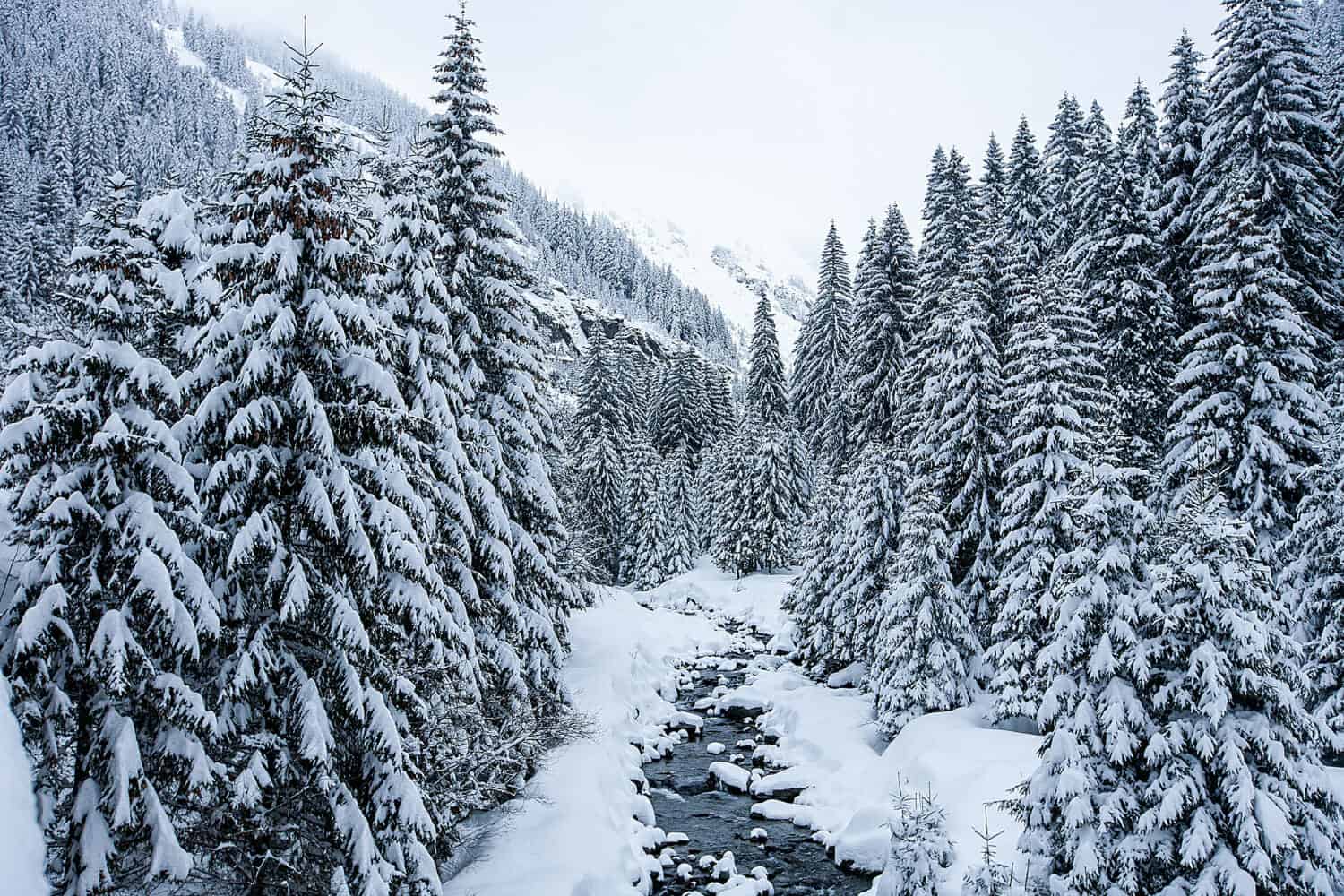 paesaggio invernale con alberi innevati e splendida vista