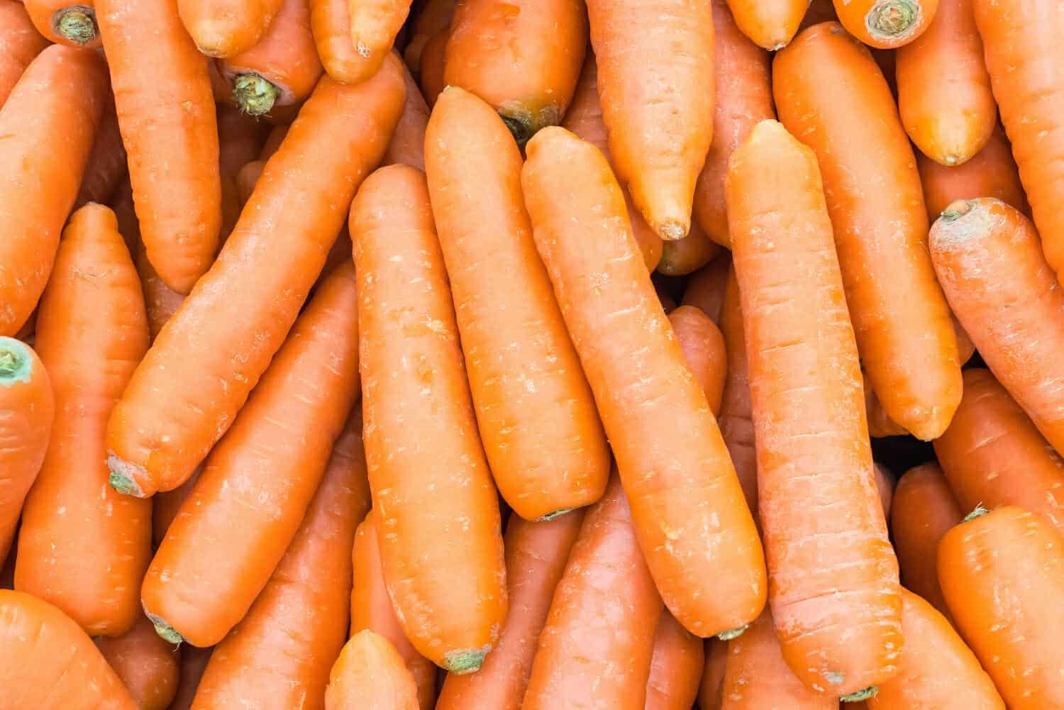 sfondo di carota
